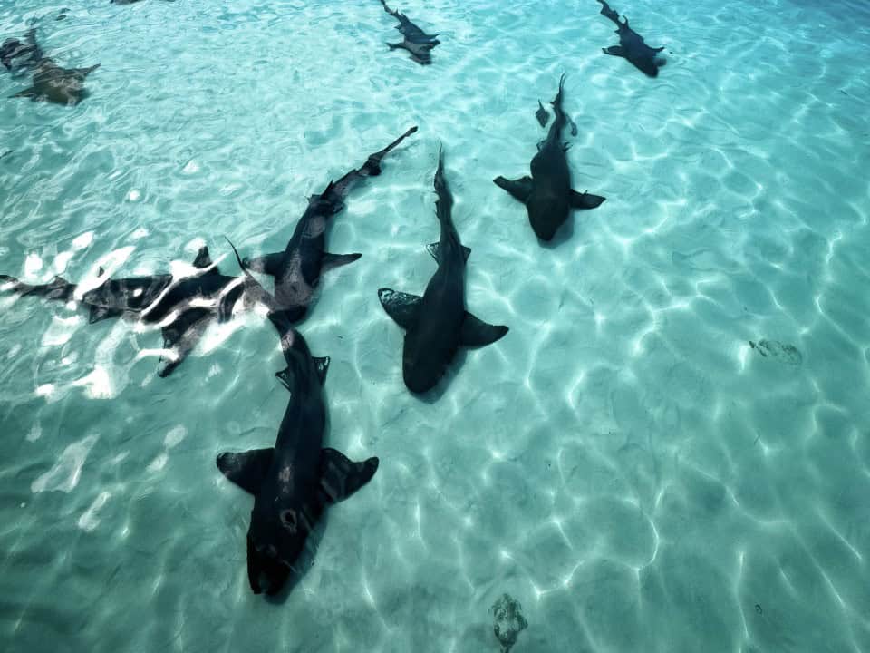 around-island - Cape Eleuthera Resort And Marina, Eleuthera Bahamas Resorts