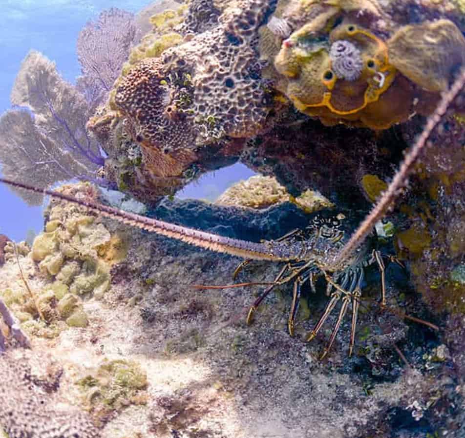 Underwater coral reef scene featuring a long-antennae crustacean among rocks and corals.