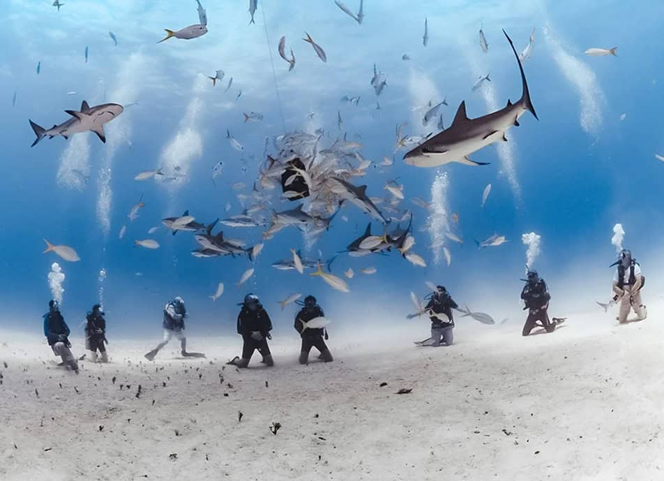 Divers in scuba gear kneel on the sandy seabed while a large group of sharks circling overhead underwater.